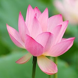Lotus (Pink) Absolute Oil
